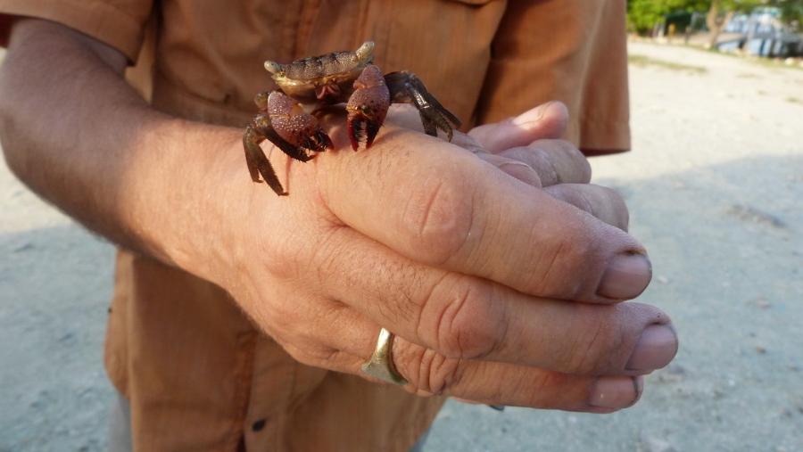 webassets/13crabs.jpg